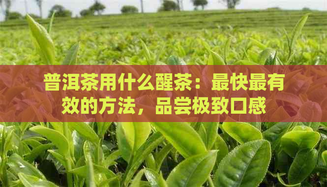 普洱茶用什么醒茶：最快最有效的方法，品尝极致口感