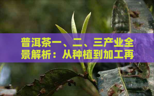 普洱茶一、二、三产业全景解析：从种植到加工再到市场的独特之路