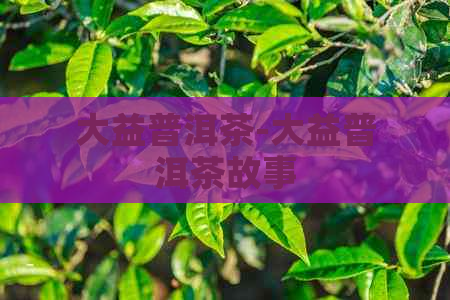 大益普洱茶-大益普洱茶故事