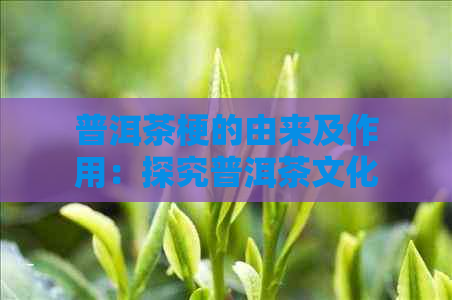 普洱茶梗的由来及作用：探究普洱茶文化中的茶梗之谜