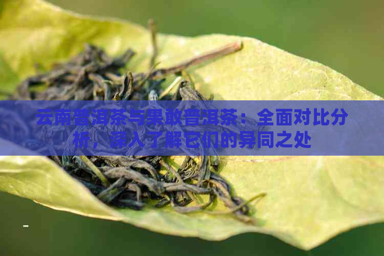 云南普洱茶与果敢普洱茶：全面对比分析，深入了解它们的异同之处