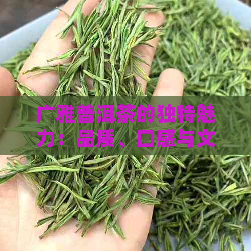 广雅普洱茶的独特魅力：品质、口感与文化体验的完美融合