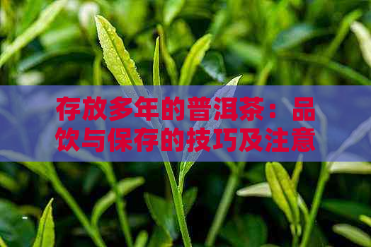 存放多年的普洱茶：品饮与保存的技巧及注意事项