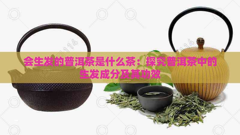 会生发的普洱茶是什么茶：探究普洱茶中的生发成分及其功效