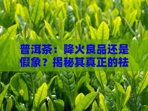 普洱茶：降火良品还是假象？揭秘其真正的祛火功效与适用人群