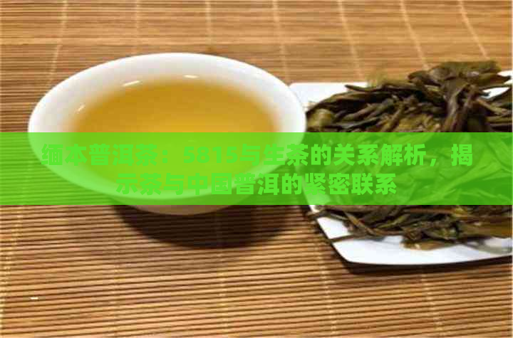 缅本普洱茶：5815与生茶的关系解析，揭示茶与中国普洱的紧密联系