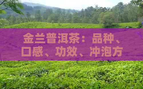 金兰普洱茶：品种、口感、功效、冲泡方法及购买指南，一篇全面了解的教程