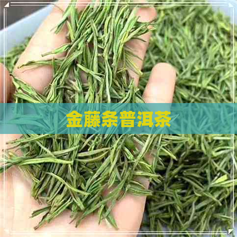 金藤条普洱茶