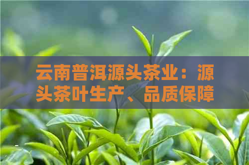 云南普洱源头茶业：源头茶叶生产、品质保障与茶文化传承的综合企业