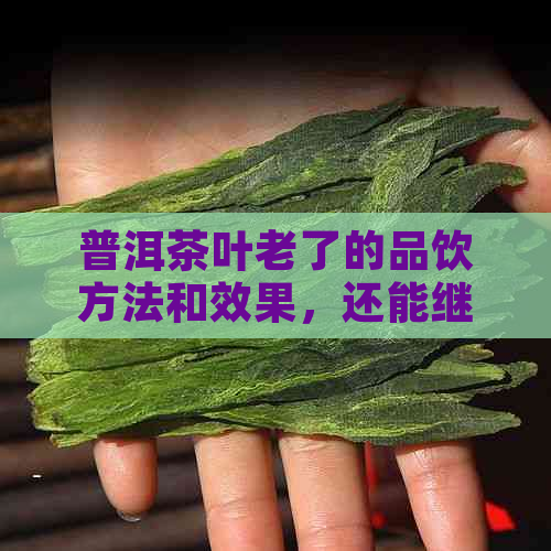 普洱茶叶老了的品饮方法和效果，还能继续喝吗？