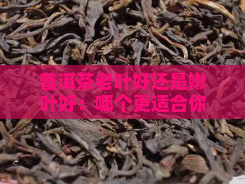 普洱茶老叶好还是嫩叶好：哪个更适合你？