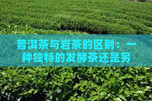 普洱茶与岩茶的区别：一种独特的发酵茶还是另一种风味？