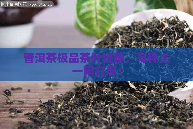 普洱茶极品茶叶推荐，与种类一网打尽！