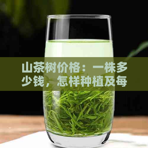 山茶树价格：一株多少钱，怎样种植及每亩种植多少棵？