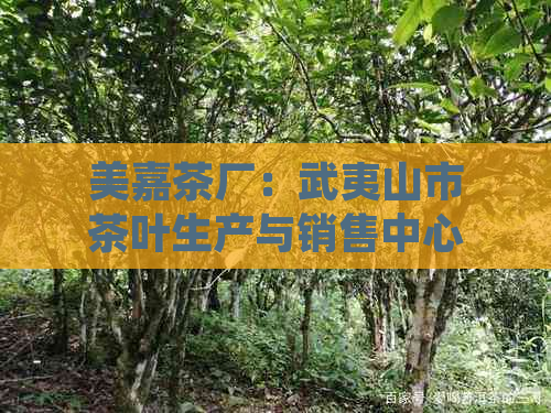 美嘉茶厂：武夷山市茶叶生产与销售中心地址