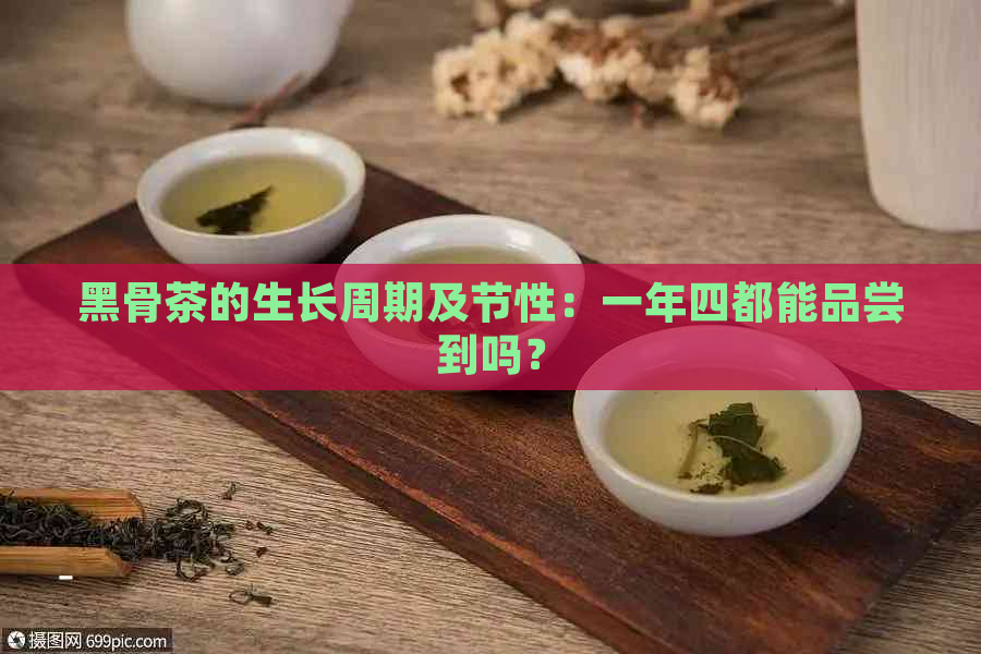 黑骨茶的生长周期及节性：一年四都能品尝到吗？