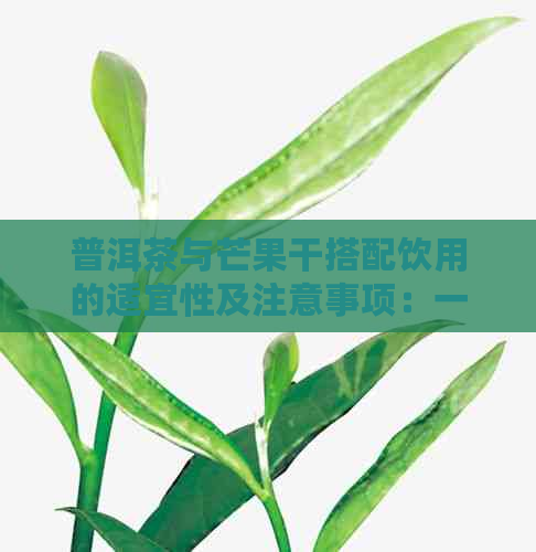 普洱茶与芒果干搭配饮用的适宜性及注意事项：一次解答关于这两种饮品的疑问