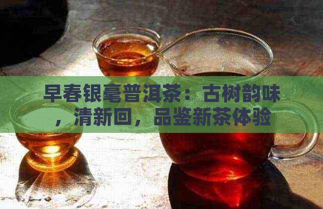 早春银毫普洱茶：古树韵味，清新回，品鉴新茶体验