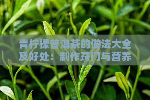 青柠檬普洱茶的做法大全及好处：制作窍门与营养价值详解