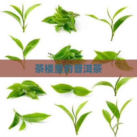 茶楼里的普洱茶