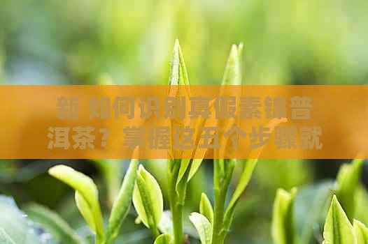 新 如何识别真假素锦普洱茶？掌握这五个步骤就够了！