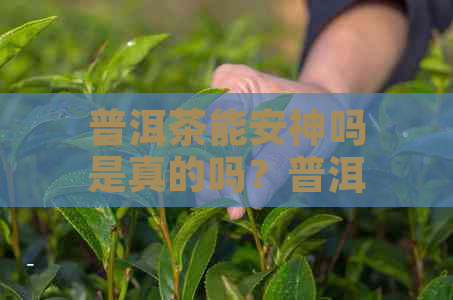 普洱茶能安神吗是真的吗？普洱茶可以安神助眠吗？