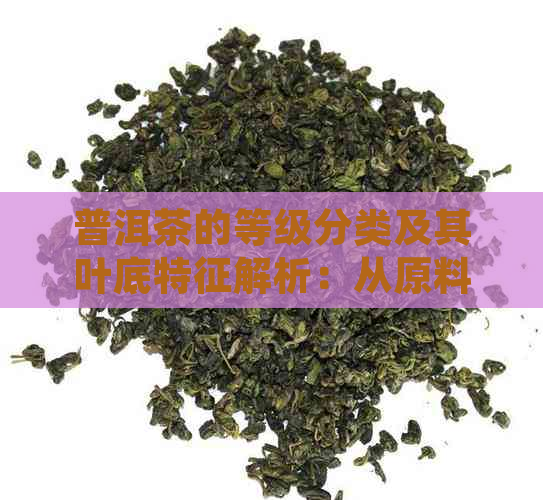 普洱茶的等级分类及其叶底特征解析：从原料到品质的一窥究竟