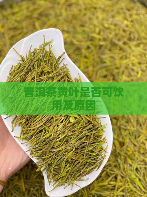 普洱茶黄叶是否可饮用及原因