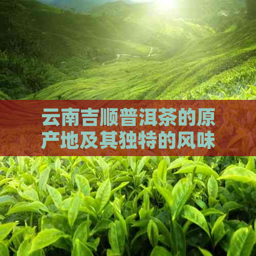 云南吉顺普洱茶的原产地及其独特的风味