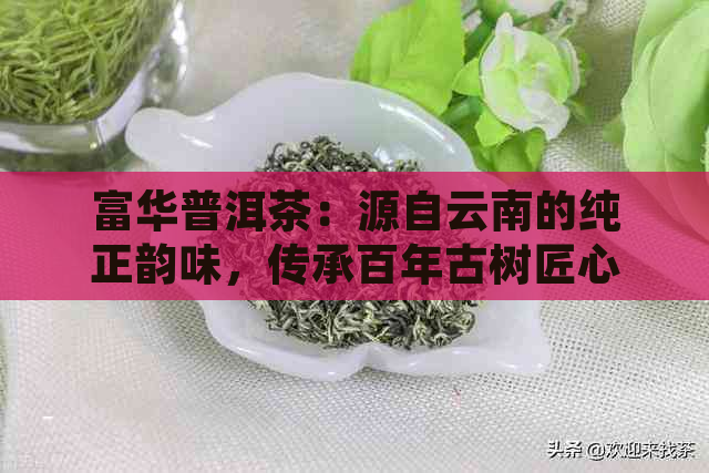 富华普洱茶：源自云南的纯正韵味，传承百年古树匠心制作