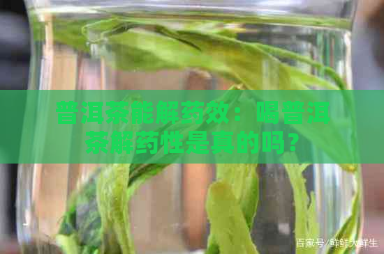 普洱茶能解药效：喝普洱茶解药性是真的吗？