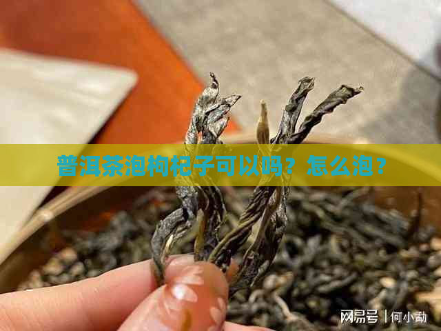 普洱茶泡枸杞子可以吗？怎么泡？