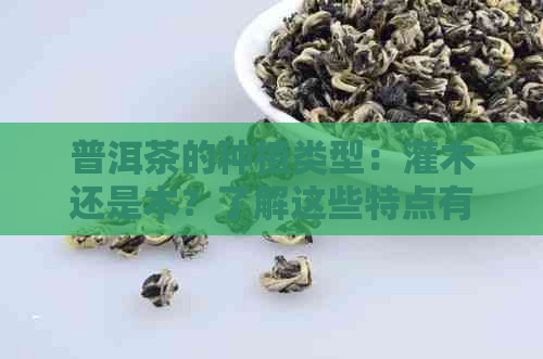 普洱茶的种植类型：灌木还是木？了解这些特点有助于挑选合适的茶叶。