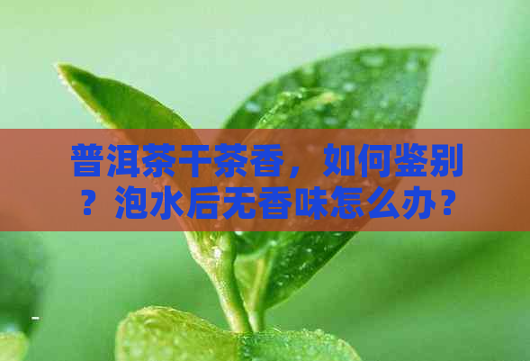 普洱茶干茶香，如何鉴别？泡水后无香味怎么办？香气浓的好还是淡好？