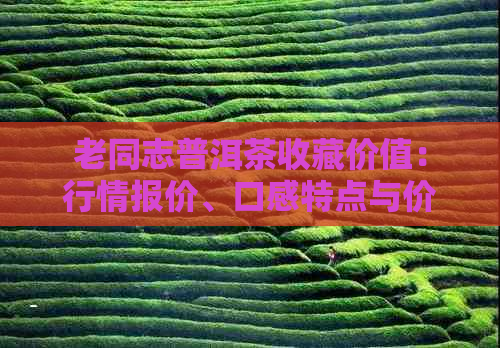 老同志普洱茶收藏价值：行情报价、口感特点与价格解析，茶友交流平台