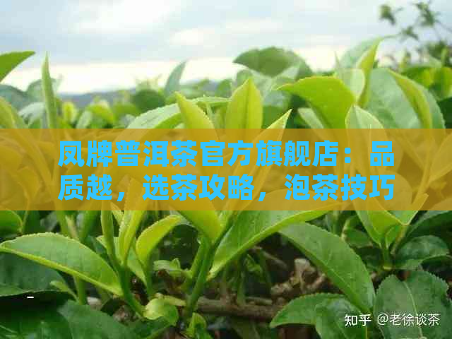 凤牌普洱茶官方旗舰店：品质越，选茶攻略，泡茶技巧一应俱全！