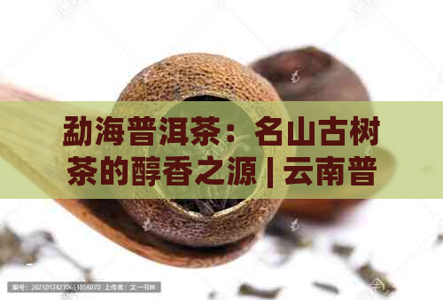 勐海普洱茶：名山古树茶的醇香之源 | 云南普洱茶 | 茶艺文化 | 茶叶马赛克