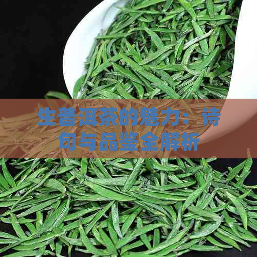 生普洱茶的魅力：诗句与品鉴全解析