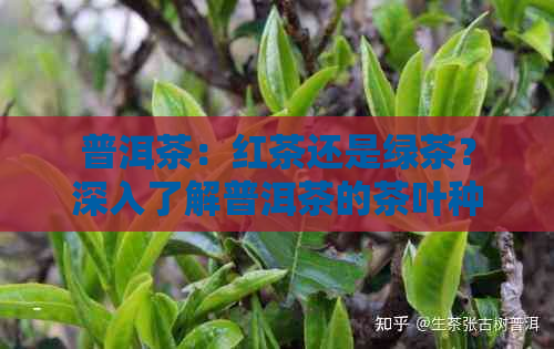 普洱茶：红茶还是绿茶？深入了解普洱茶的茶叶种类及其特点