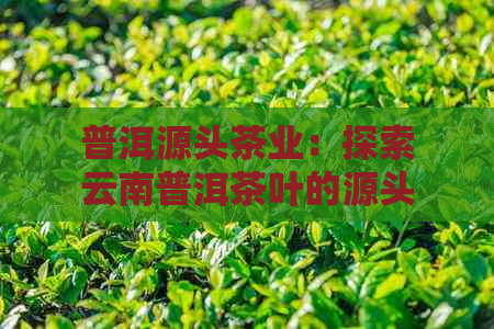 普洱源头茶业：探索云南普洱茶叶的源头，了解茶艺文化与品鉴技巧