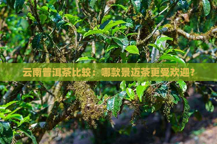 云南普洱茶比较：哪款景迈茶更受欢迎？