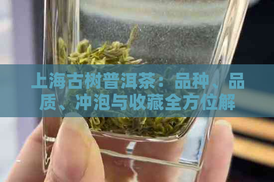 上海古树普洱茶：品种、品质、冲泡与收藏全方位解析