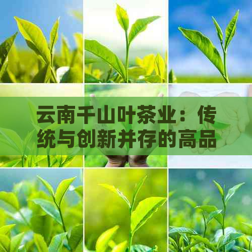 云南千山叶茶业：传统与创新并存的高品质茶叶领导者