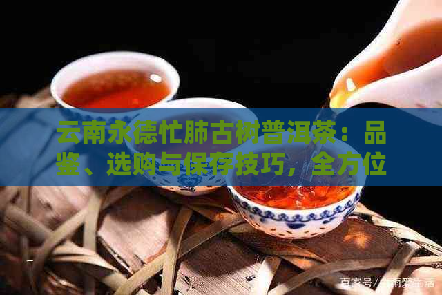 云南永德忙肺古树普洱茶：品鉴、选购与保存技巧，全方位了解与体验