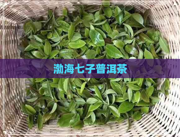 渤海七子普洱茶