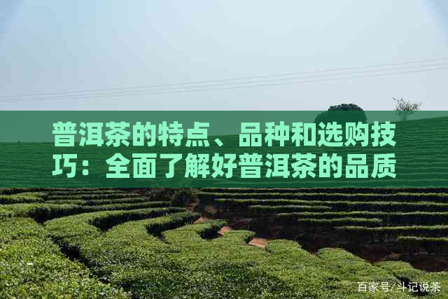 普洱茶的特点、品种和选购技巧：全面了解好普洱茶的品质与价值