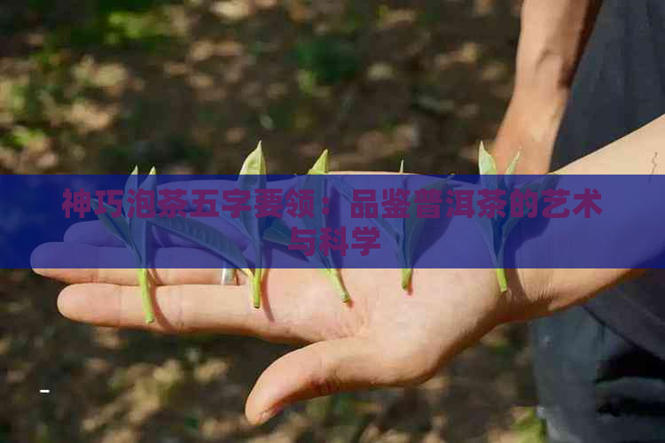 神巧泡茶五字要领：品鉴普洱茶的艺术与科学