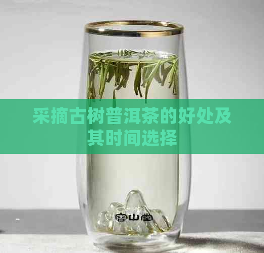 采摘古树普洱茶的好处及其时间选择