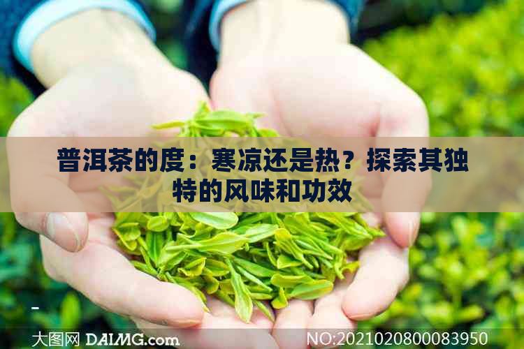 普洱茶的度：寒凉还是热？探索其独特的风味和功效