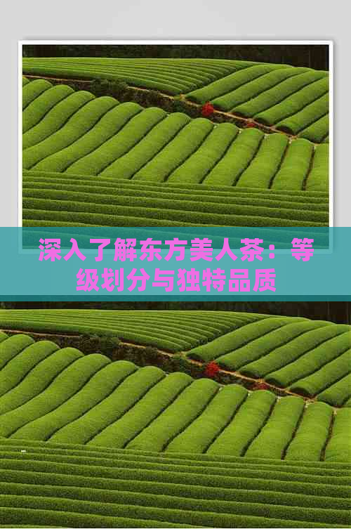 深入了解东方美人茶：等级划分与独特品质